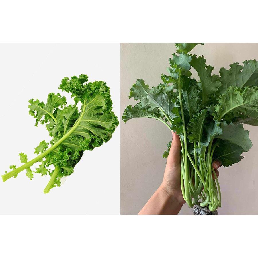 Hạt giống rau cải kale xoăn gói 20 hạt