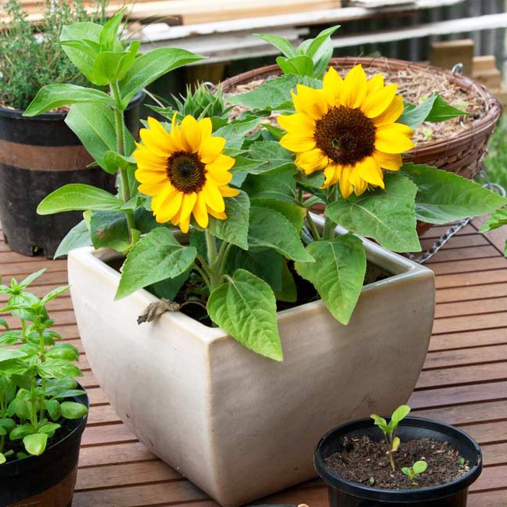 Hạt giống Hoa Hướng Dương lùn 30cm