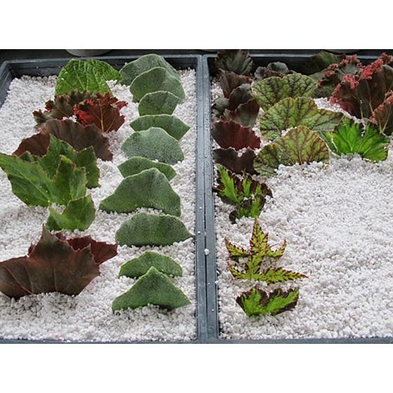 Gói 100g Đá đá trân châu trắng, đá Perlite siêu sạch rải chậu mini, sen đá, xương rồng - Hạt giống H2 Seeds
