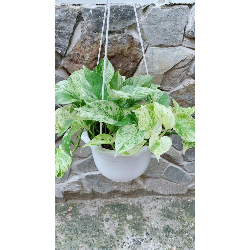 Chậu Trầu Bà Sữa