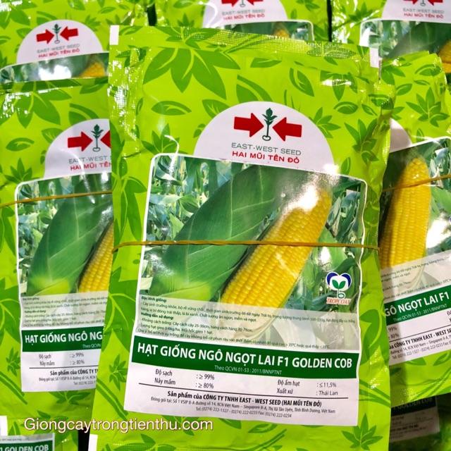 HẠT GIỐNG NGÔ NGỌT LAI F1 GOLDEN COB 50gr