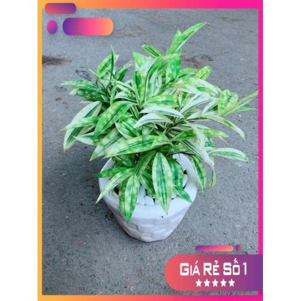Chậu Trúc Vàng Nhật