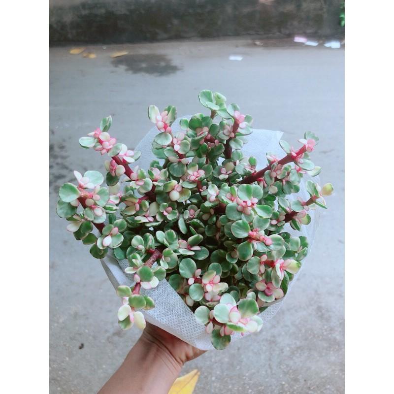 Cây Cành Vàng Lá Ngọc