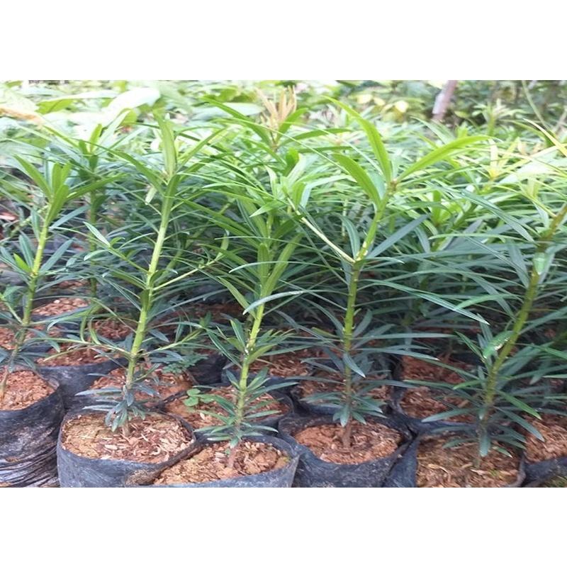 COMBO 5 CÂY TÙNG LA HÁN HÀNG GIỐNG SIÊU ĐẸP, SIÊU KHỎE