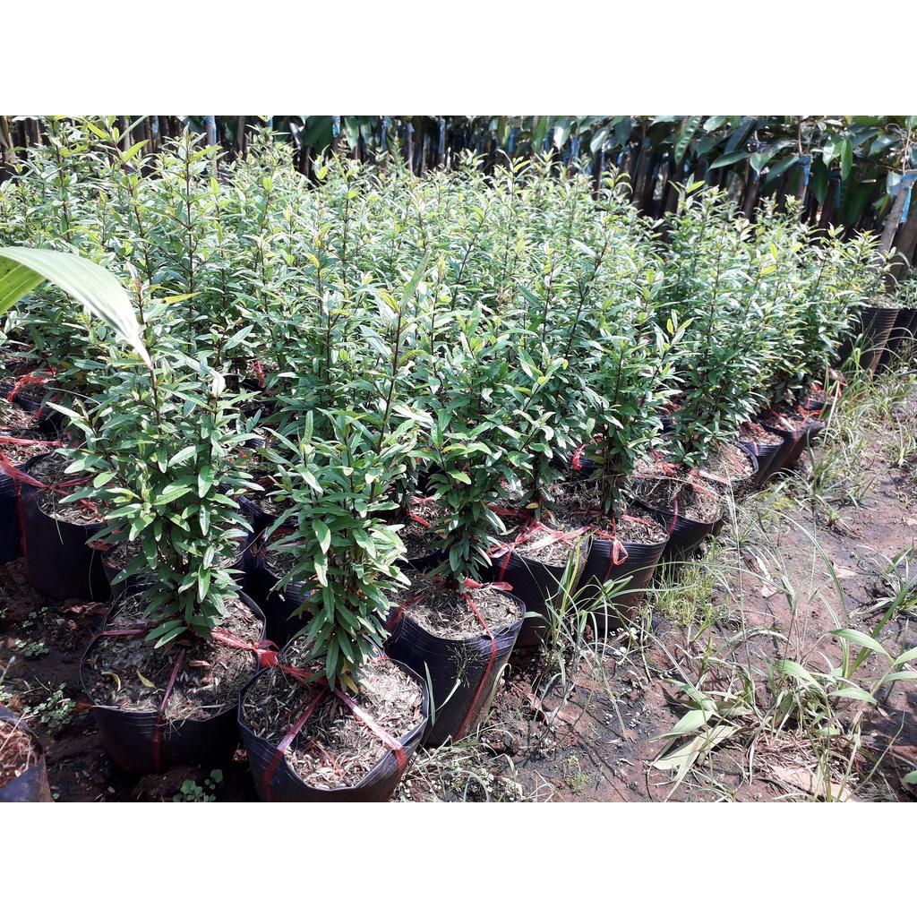 Cây giống Lựu đỏ CẢNH MINI