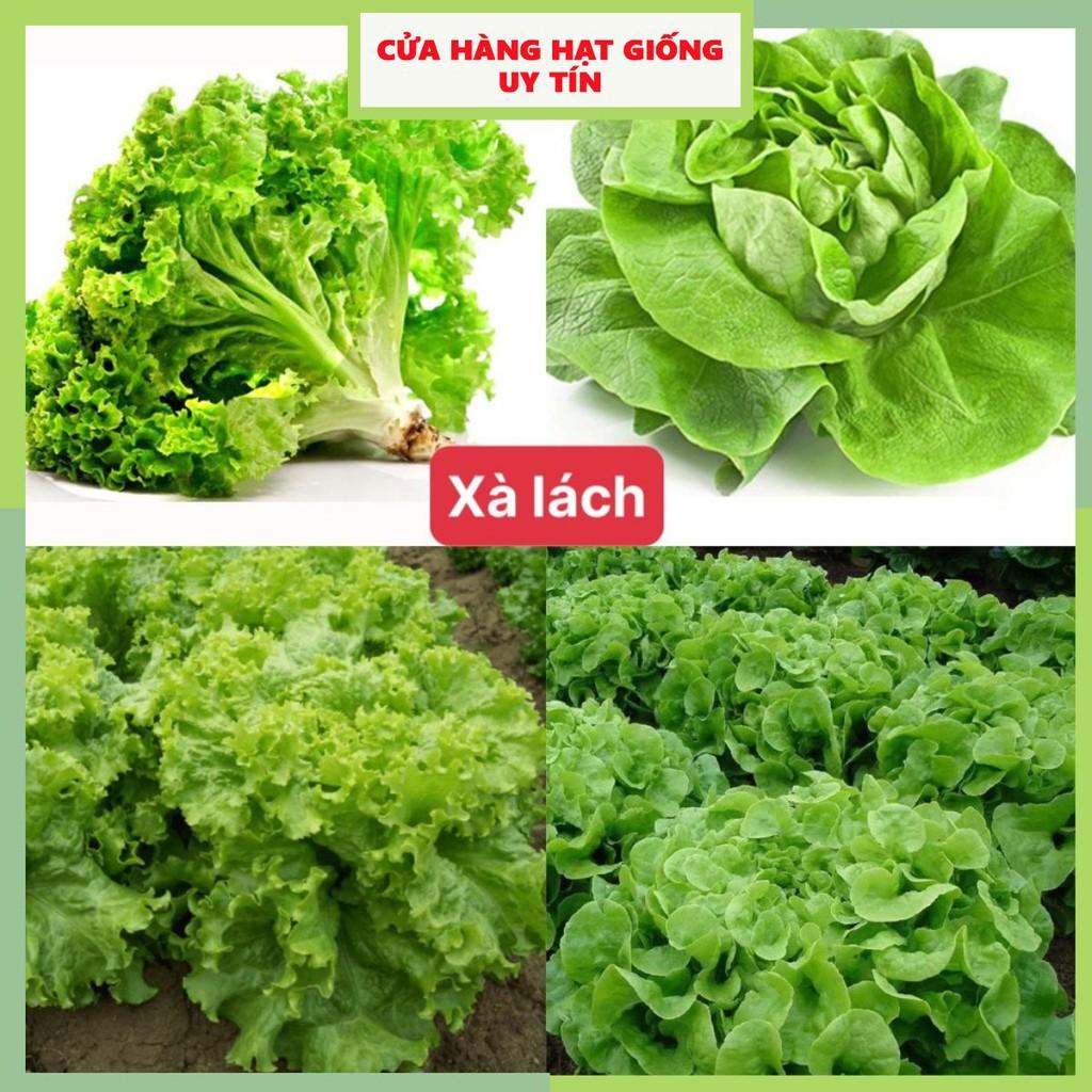 Gói 10 Gram Hạt Giống Xà Lách Xoăn Xanh + Mỡ (2 loại rau) Chịu nhiệt tốt kháng bệnh cao