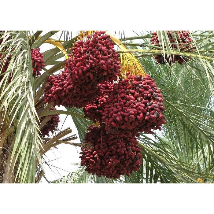 Cây giống chà là lùn trung đông - cây giống nhập khẩu israel, quả đỏ