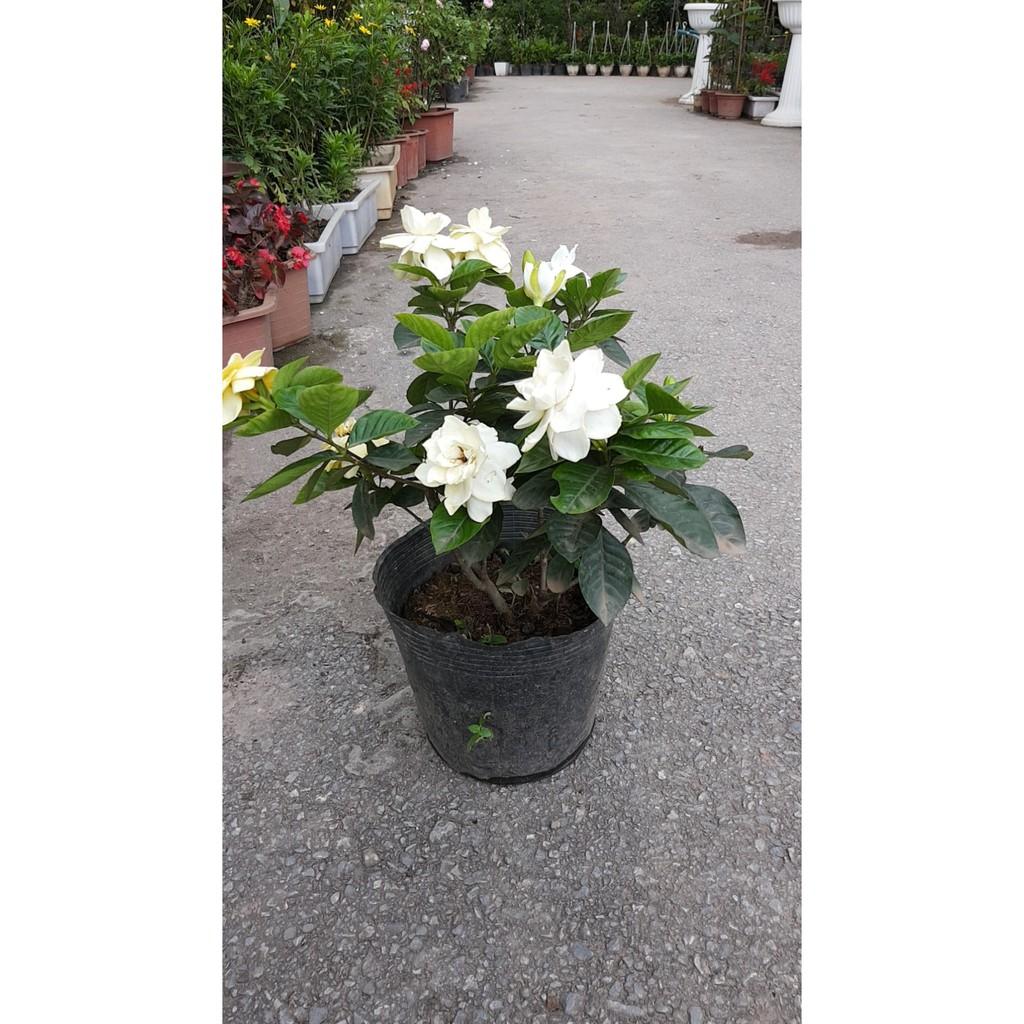 Cây giống Bạch Thiên Hương