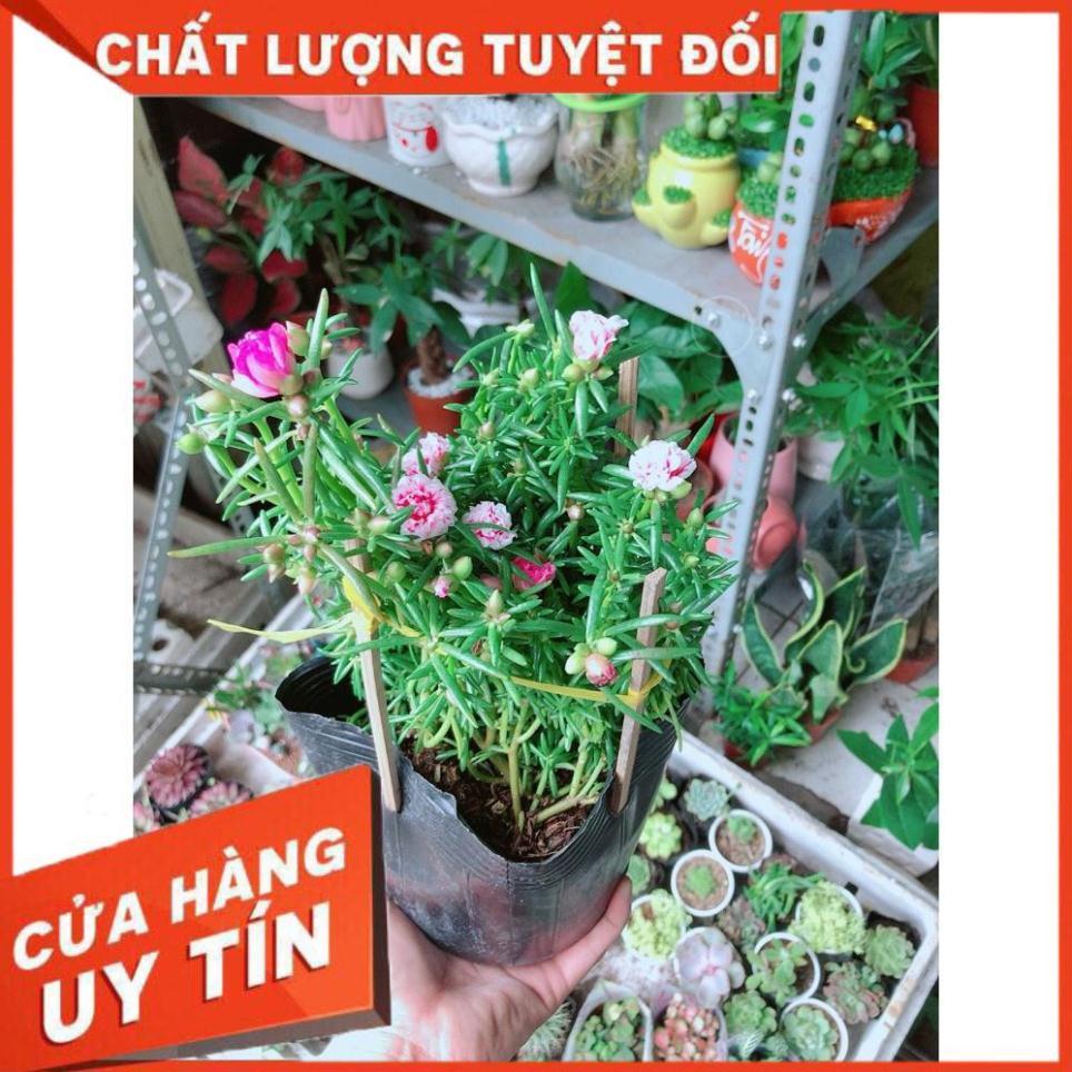 Hoa 10 Giờ Đẹp