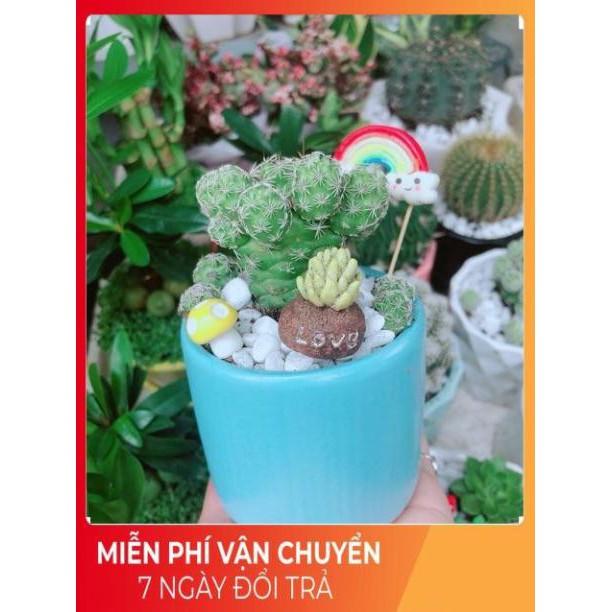 Chậu Xương Rồng Trứng Chim