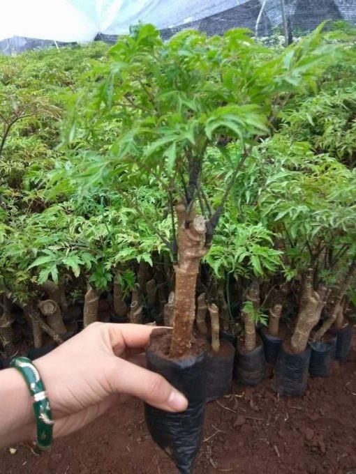 10 cây giống đinh lăng Lá nếp