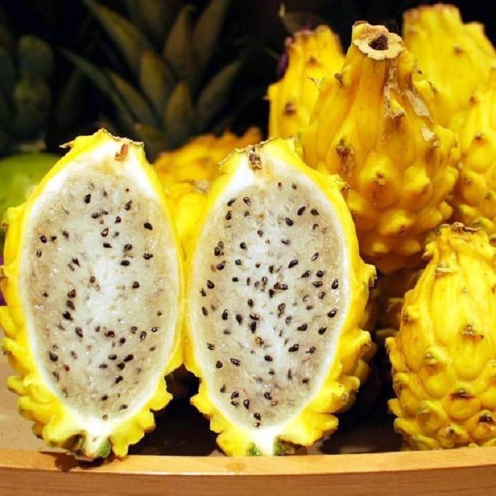 CÂY GIỐNG THANH LONG VỎ VÀNG RUỘT TRẮNG THÁI LAN SIÊU NGỌT, SIÊU QUẢ, CAM KẾT CHUẨN GIỐNG F1