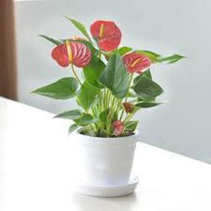 Chậu cây hồng môn MÀU HỒNG CÁNH SEN