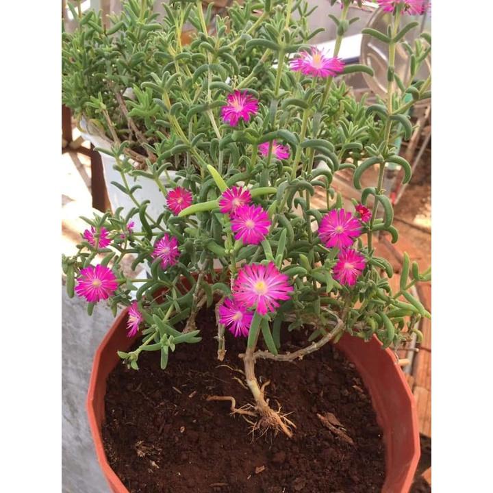 Combo 5 Cây Hoa Mười Giờ Nam Phi Đẹp Lạ Mắt Giống Chuẩn Hoa Mười Giờ Bonsai & Phụ Kiện