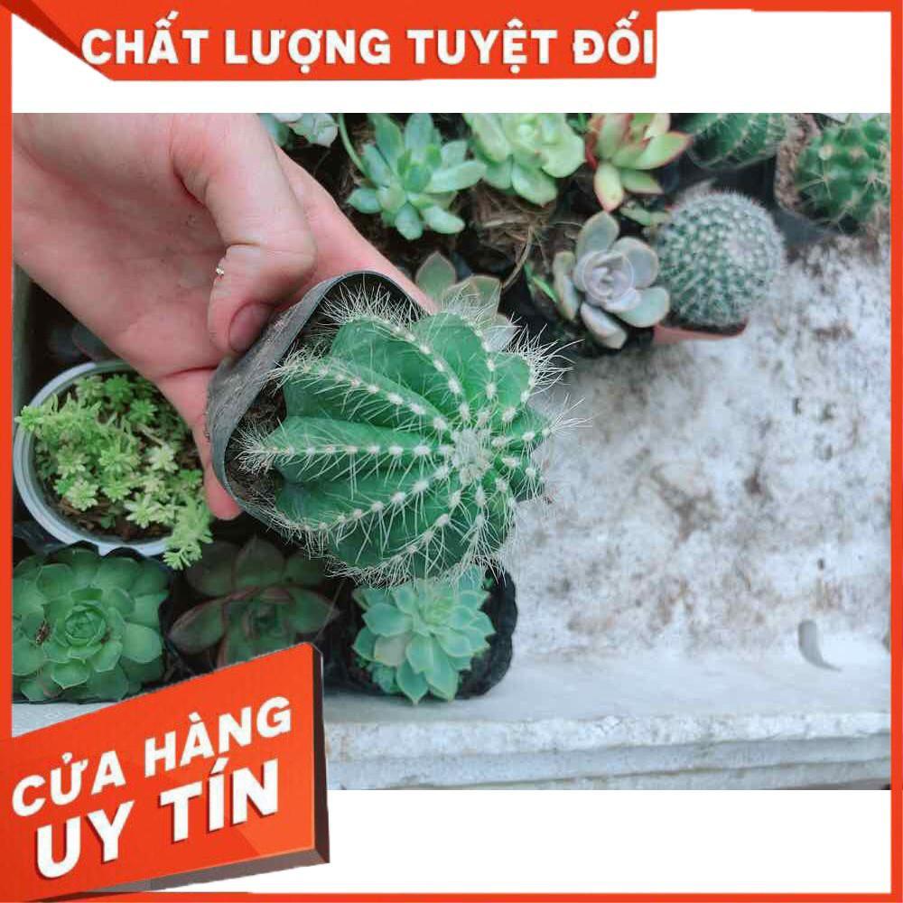 Xương rồng khế Nhiều Người Mua