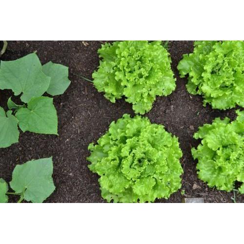 Hạt Giống Xà Lách Xoăn Xanh F1+ 700g phân thỏ hữu cơ