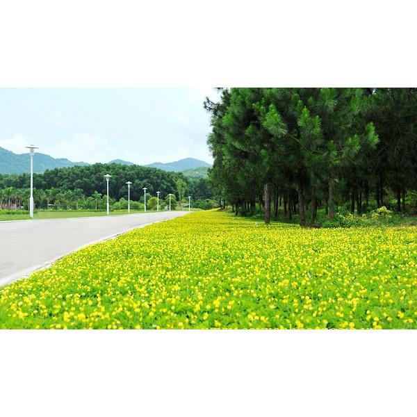 Hạt Giống Cỏ Lạc Dại – Cỏ Thảm Cảnh - Cỏ Đậu Phộng - Cỏ Lạc Tiên