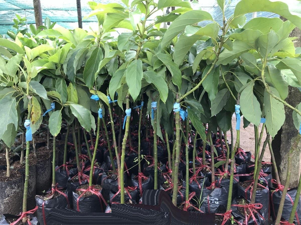 Cây giống BƠ 034 siêu quả