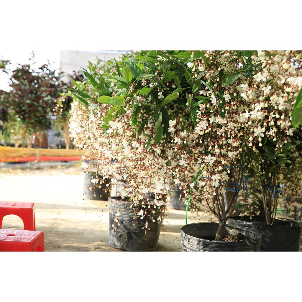 CHẬU CÂY " Dạ Ngọc Minh Châu " – hoa chơi tết mang lại tài lộc + Tặng 01 cây dâu da đất