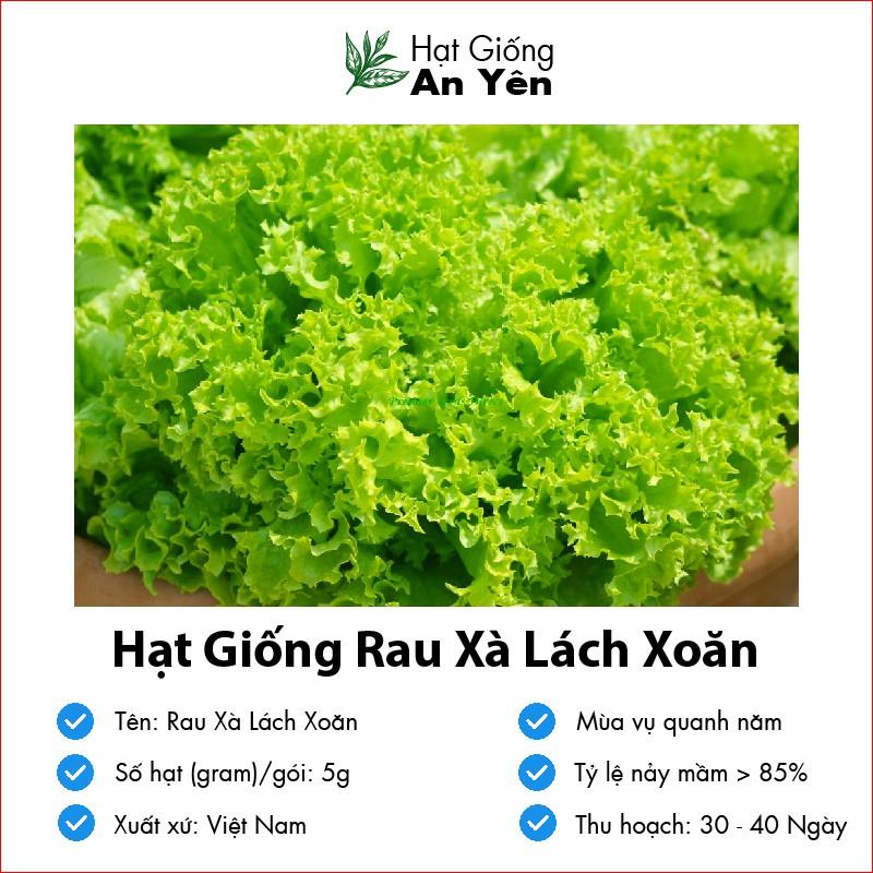 Hạt giống Rau Xà Lách Xoăn thu hoạch sớm, dễ trồng, nảy mầm cao, sinh trưởng khoẻ
