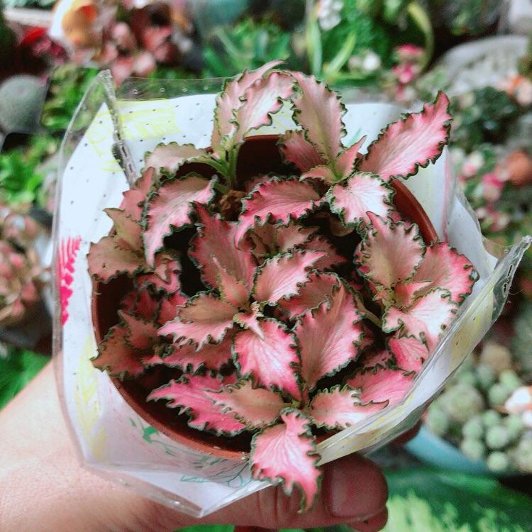 Lá Cẩm Nhung Hồng Xoăn