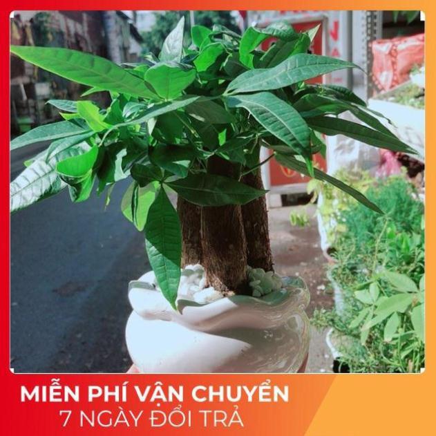 Chậu Kim Ngân 3 Thân