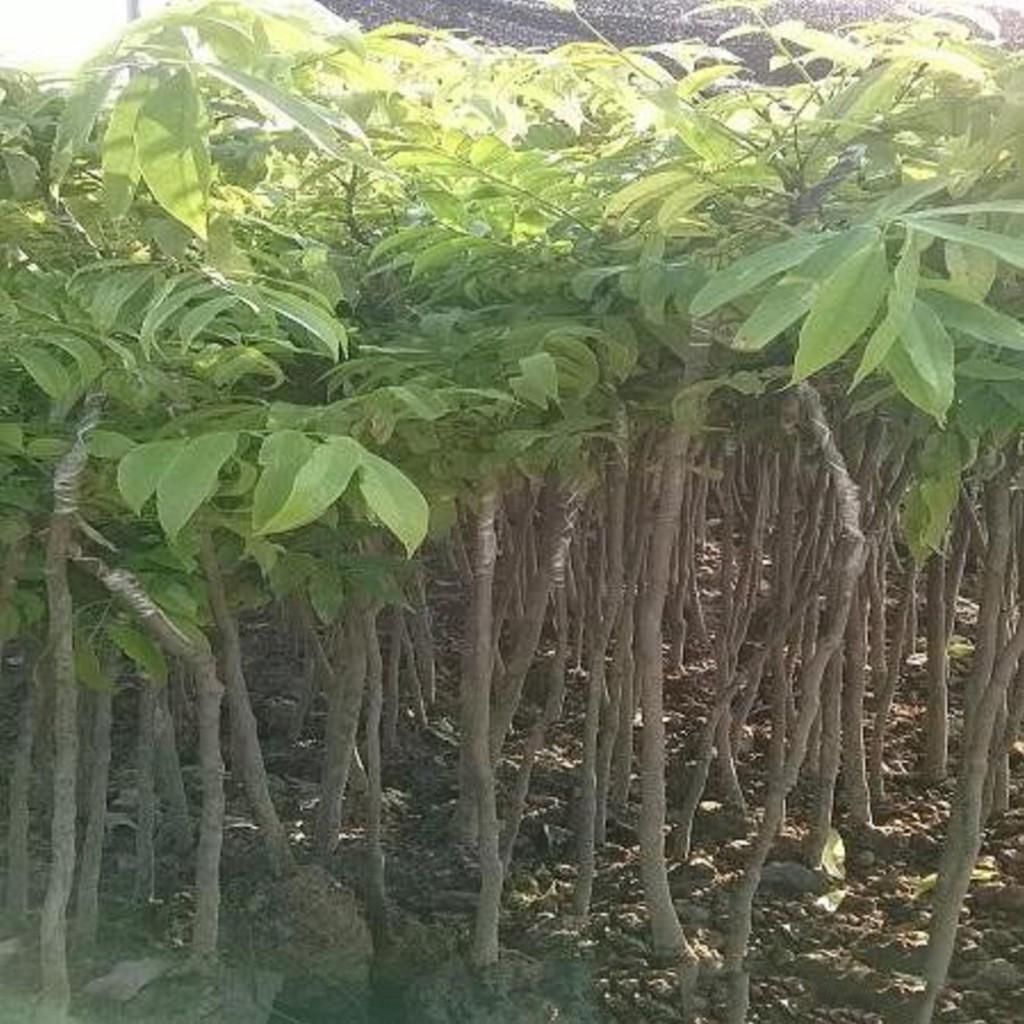Cây SẤU GHÉP, SẤU HẠT giống - Hàng chuẩn cao từ cm