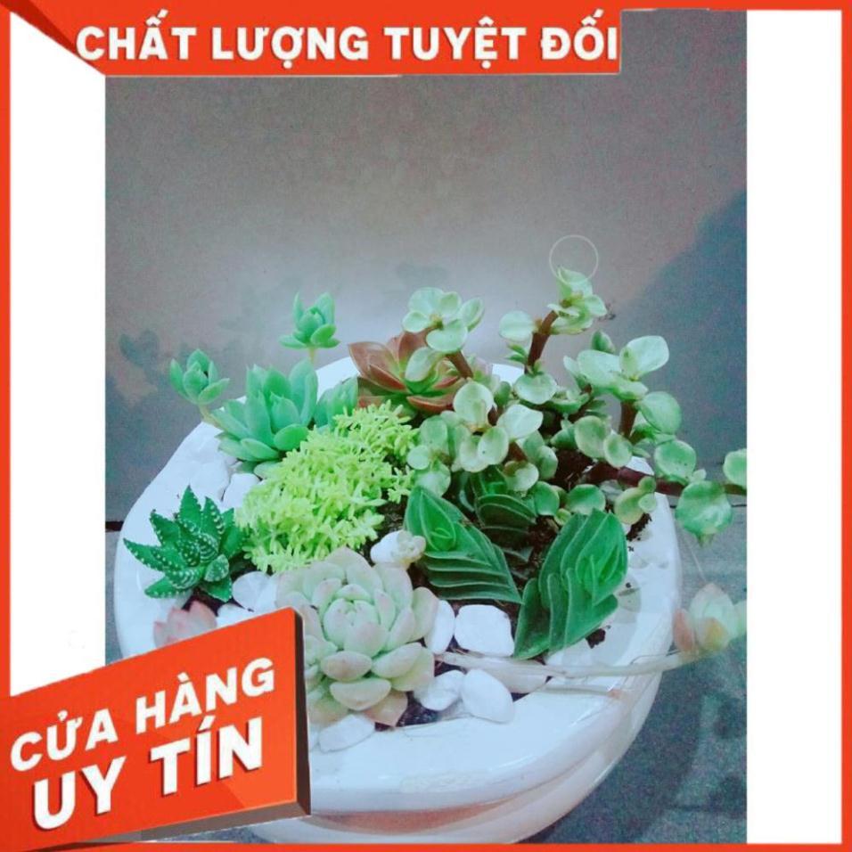 Chậu Mix Nhiều Cây