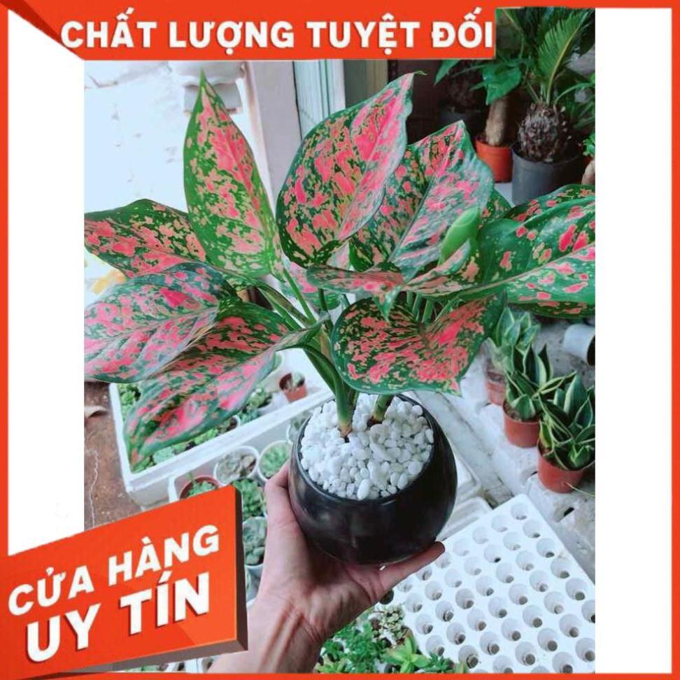 Chậu vạn lộc Nhiều Người Mua
