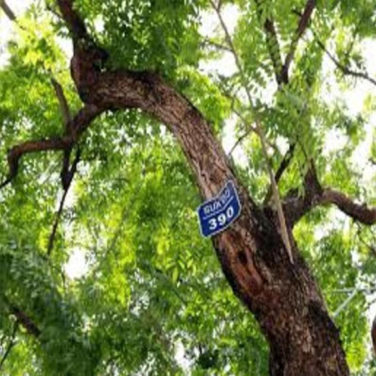 Cây giống Sưa đỏ có giá trị kinh tế cao