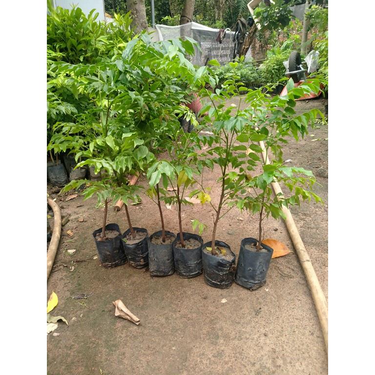 Cây gỗ lim cao 35cm