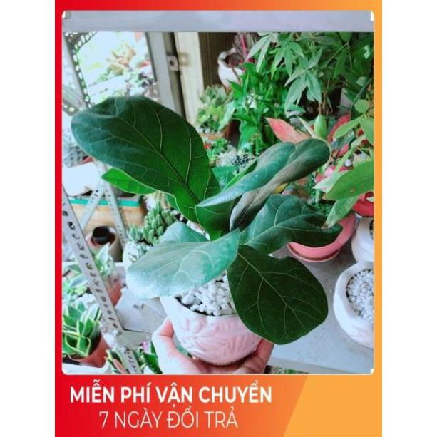 Chậu Bàng Singapore