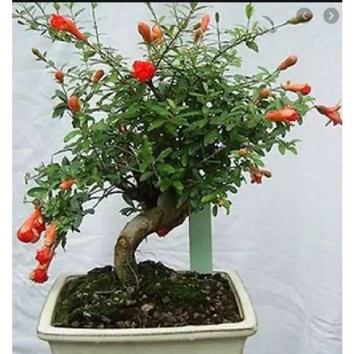 Hạt Giống Cây Lựu Bonsai CT379 - Gói 5 hạt