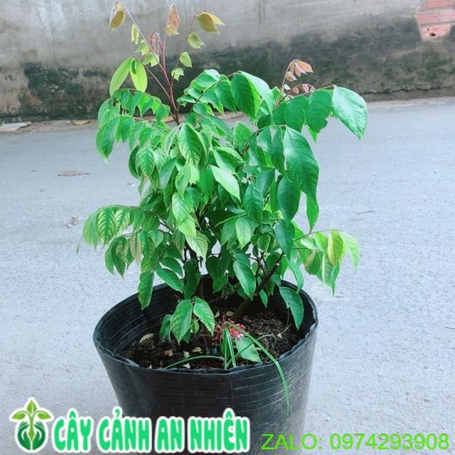 Khế Ngọt Cho Sai Trái