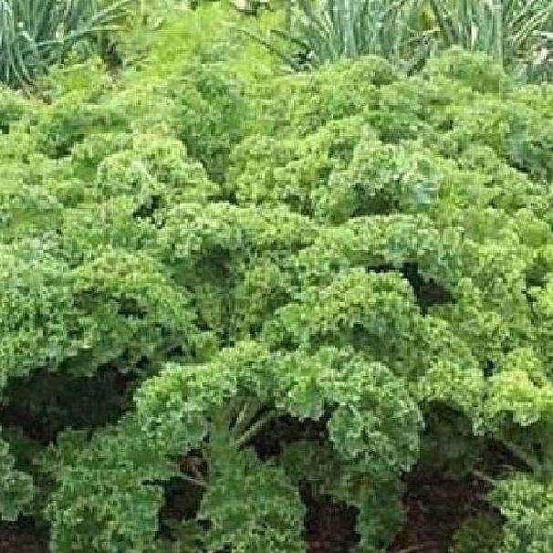 Bộ 5 gói hạt giống rau cải các loại -gói 10gram - tặng 1 phân bón lót