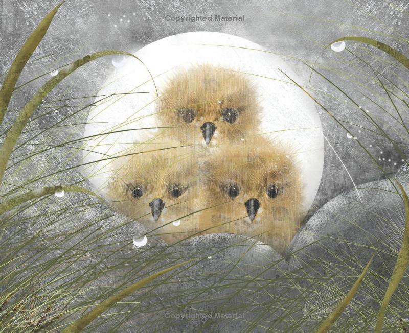 Sách ngoại văn: Numeria And The Hurricane - Inspired By A True Migration Story