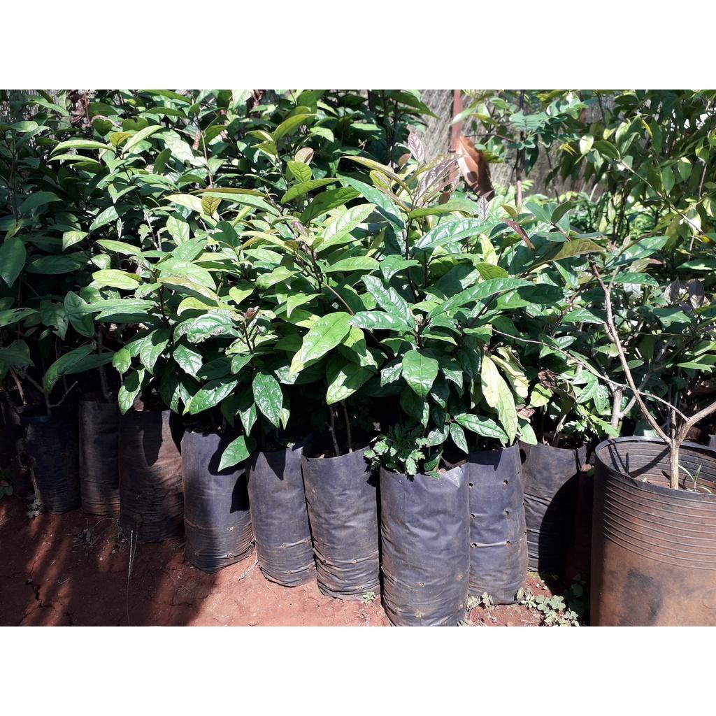 CÂY XẠ ĐEN GIỐNG