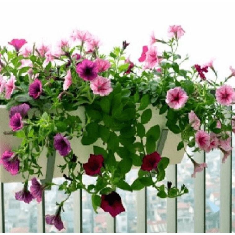 Hạt giống dạ yến thảo cánh đơn mix màu - 1 gói 100 hạt