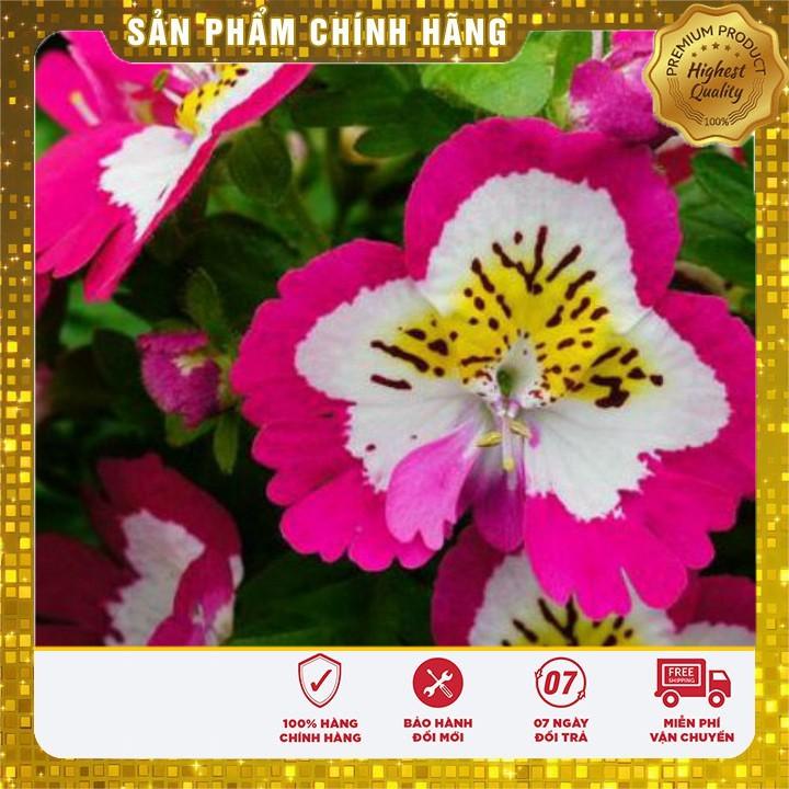 Hạt giống hoa bướm cali nhiều màu dễ trồng chậu gói 50 hạt