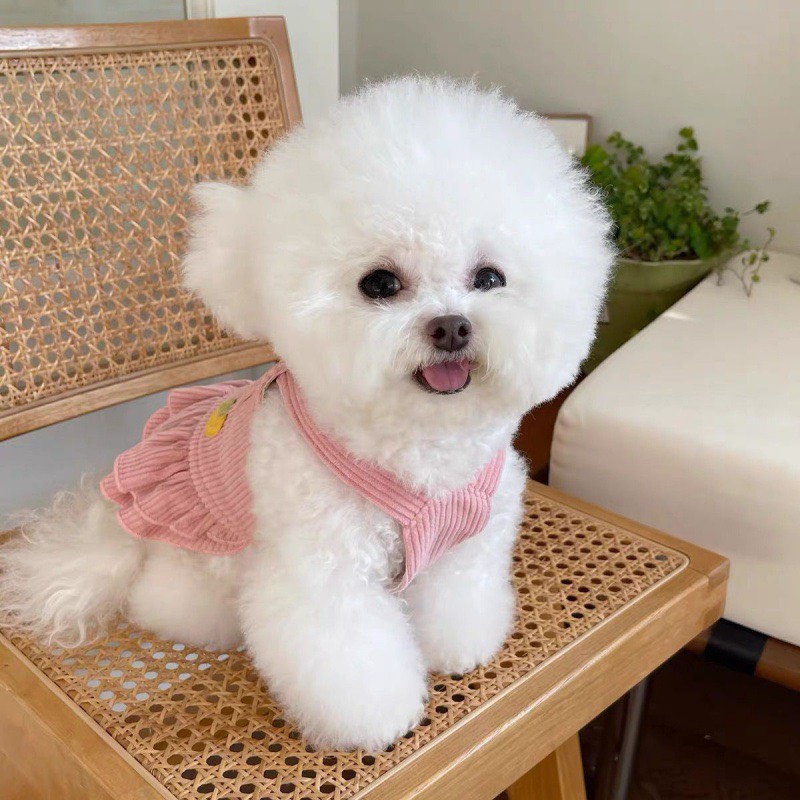 Đầm Dễ Thương Hình Thỏ Có Túi Cho Thú Cưng