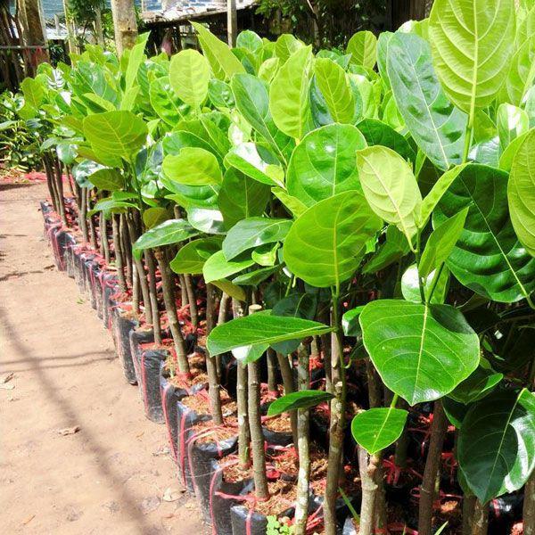 CÂY GIỐNG MÍT DÀI MALAYSIA SIÊU TRÁI