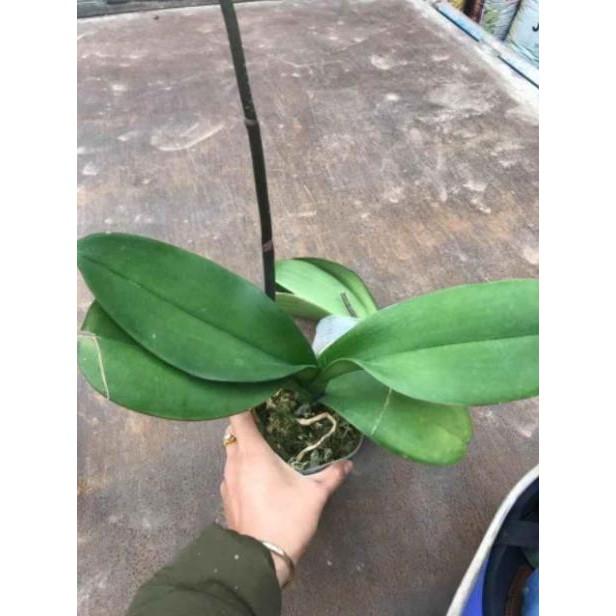 Cây Hồ Điệp