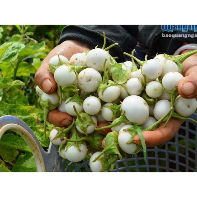 Hạt Giống Cà Pháo Trắng Cao Sản F1 KNS355 - Gói 0.5gram
