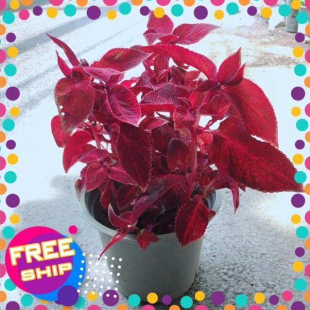 Cây Lá Gấm Đỏ