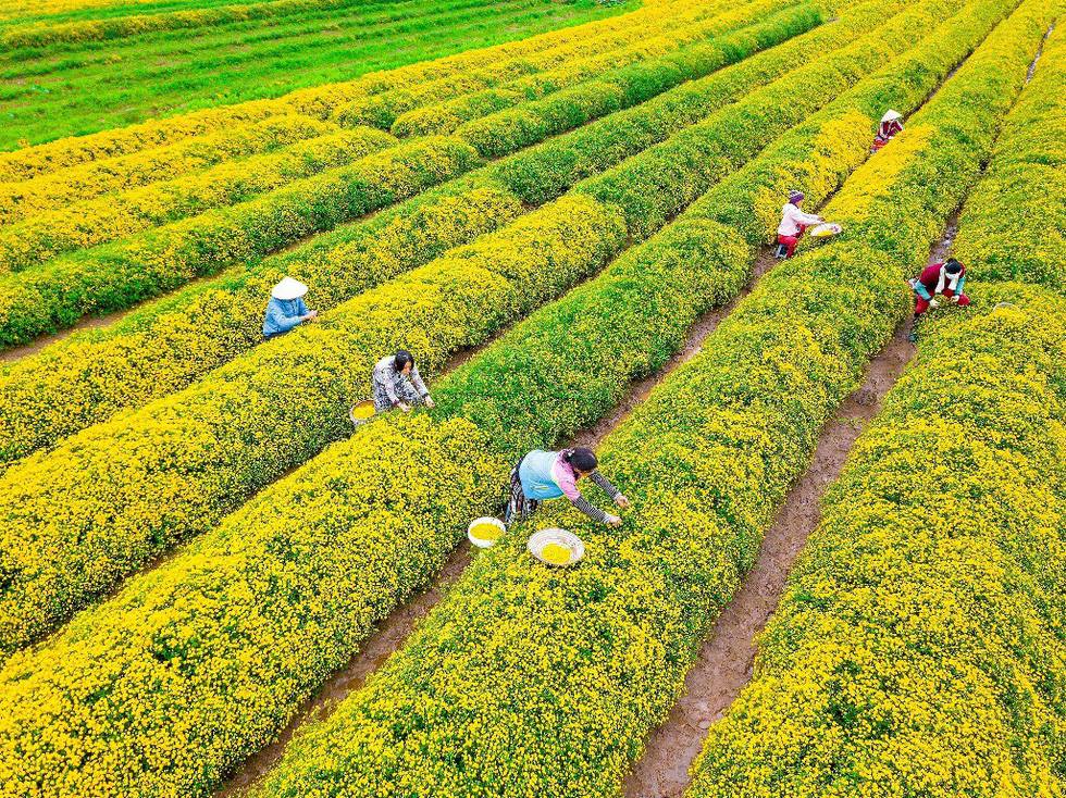 Trà hoa cúc chi Thái Minh 50g