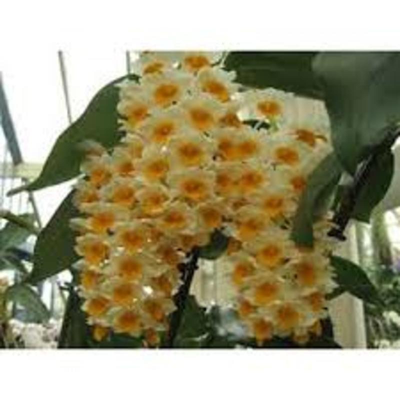 1 chậu hoa lan KIỀU CAM