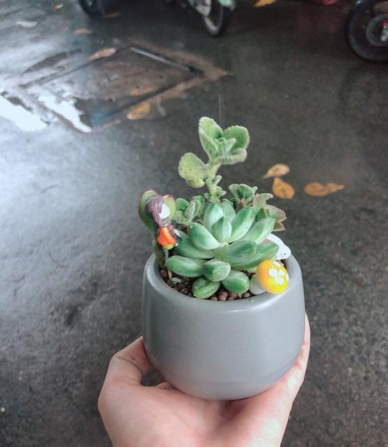 Chậu sen đá tiểu cảnh