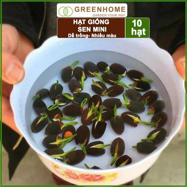 Hạt giống hoa sen Nhật mini, gói 10 hạt, nhiều màu, dễ trồng, tặng kèm hướng dẫn, H01