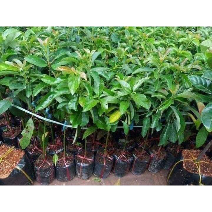 Cây giống Bơ sáp lùn Thái Lan