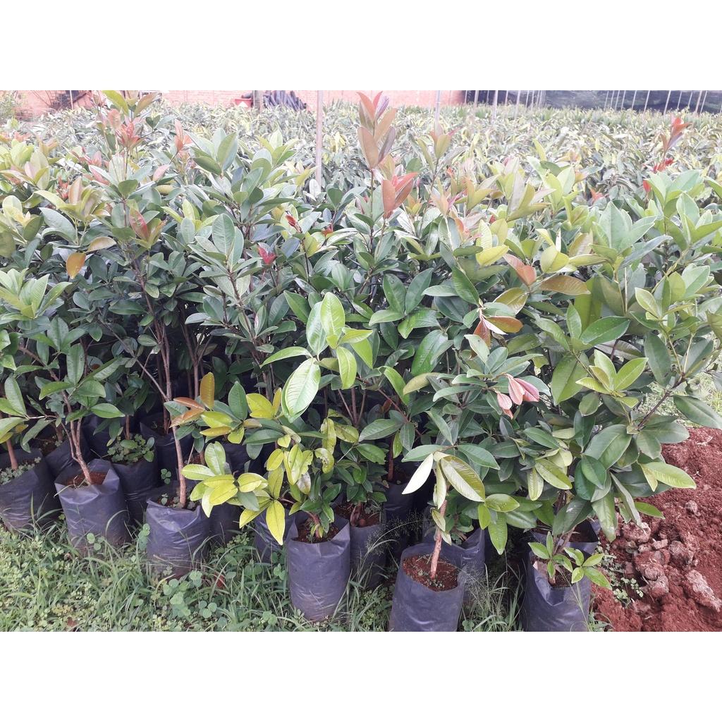 Cây Cherry Brazil Tứ Quý .